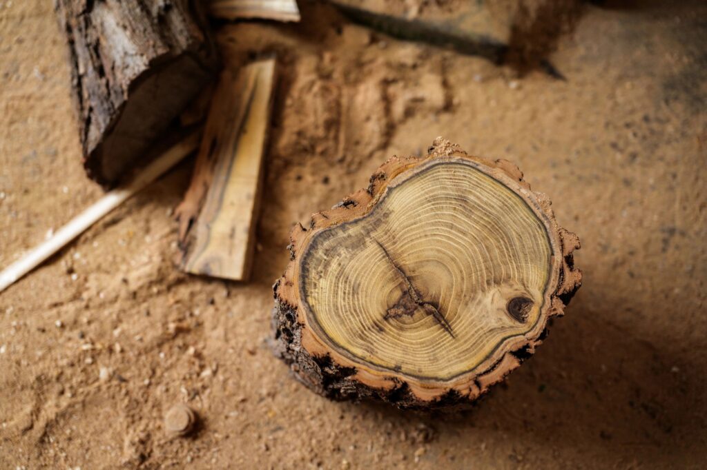 Close-up of a cross-section of an olive wood log lying on sawdust, showcasing its growth rings, in a carpenter's workshop, surrounded by other wood pieces and tools